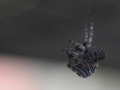 DSC_4090-spider
